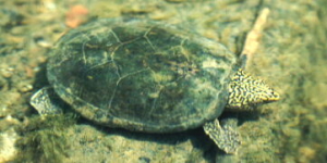 Photo by http://www.auburn.edu/academic/science_math/res_area/moved_herpetology/turtles/testudinidae.htm