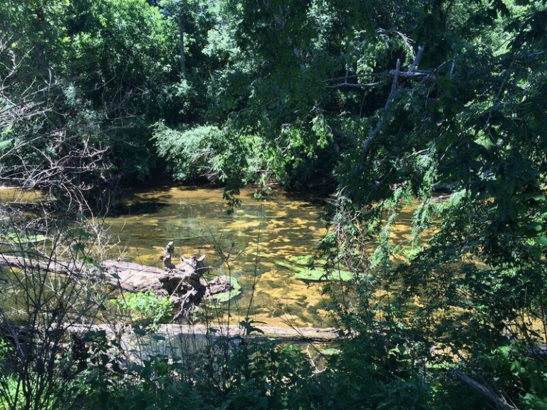 The Locust Fork Mitigation Bank Freshwater Land Trust