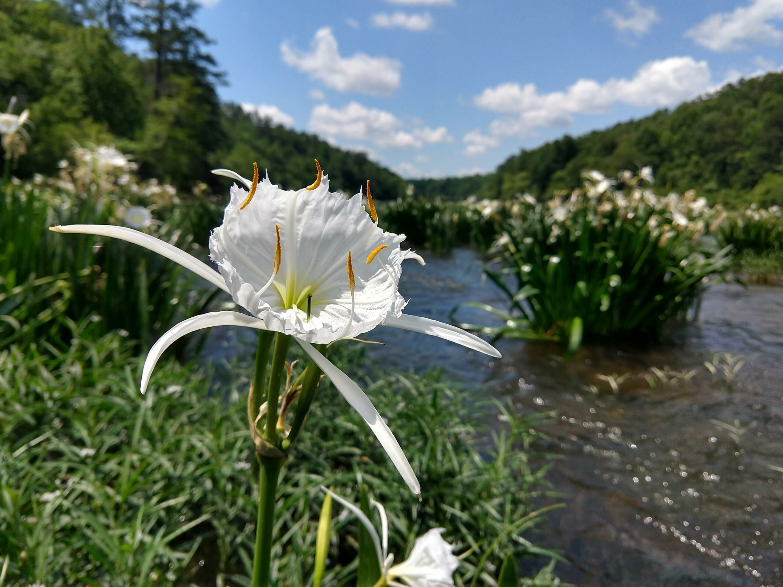 Executive Director's third year report - Freshwater Land Trust